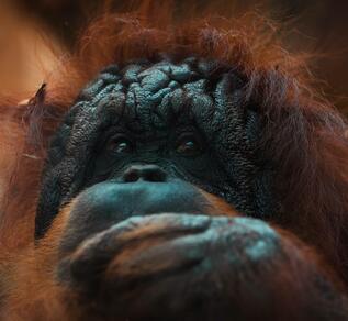 L'orang outan fait partie des espères dont l'habitat naturel est menacé