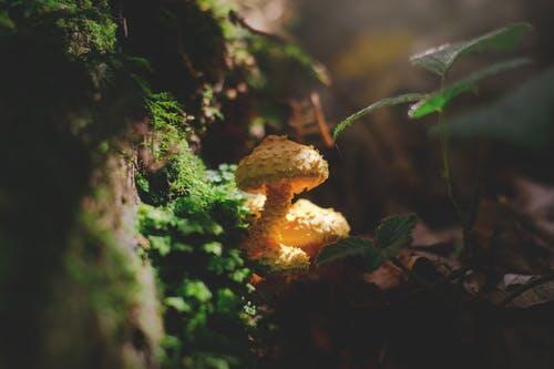 Des champignons poussant en pleine forêt, un symbole de la biodiversité en Belgique